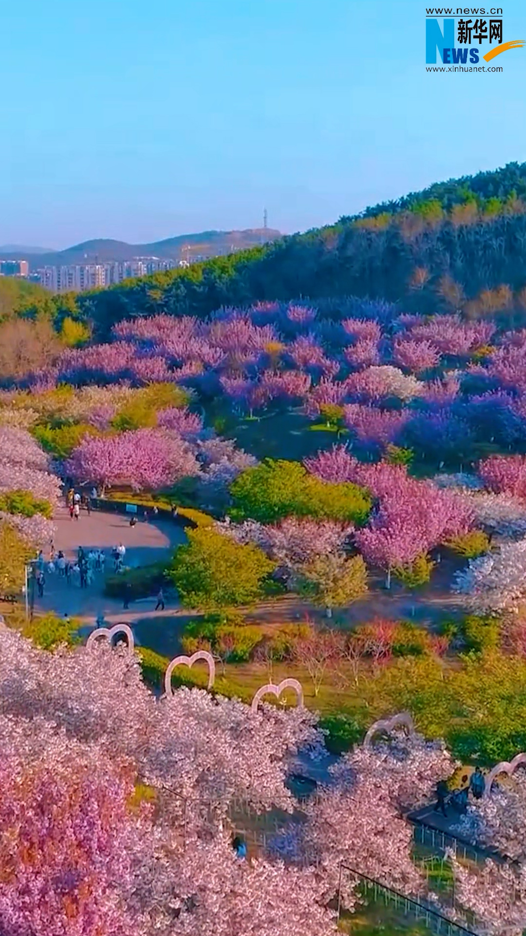 旅顺樱花园